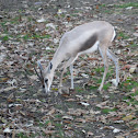 Speke's Gazelle