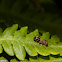 Mound-building Ant