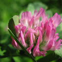 Red Clover