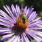 Green Metallic Bee - Halictid bee