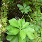 Mangrove tree