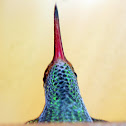 Ruffus-tailed hummingbird