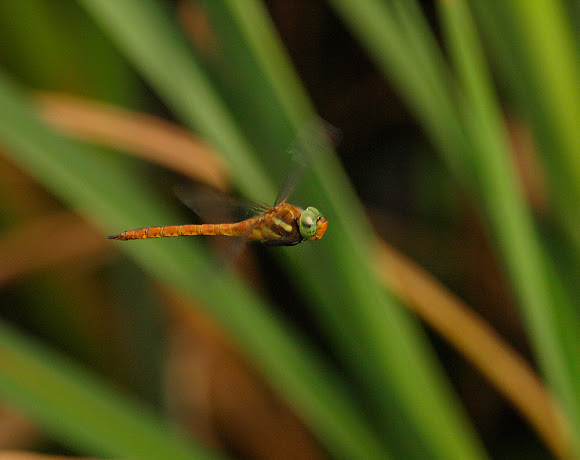 Spotting Image 1