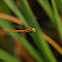 Libélula (Green-eyed Hawker)