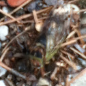 Cicada