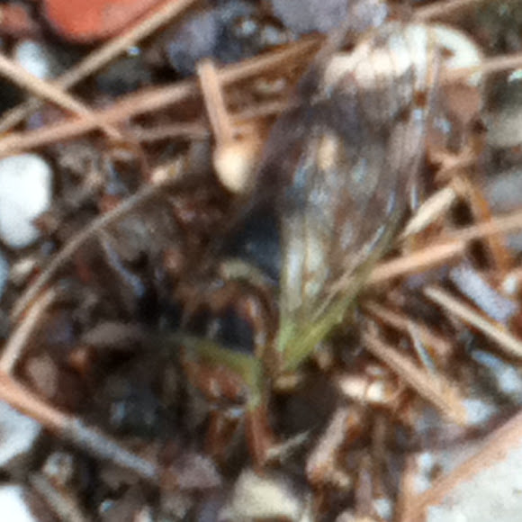 Spotting Image 1