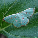 Red-dotted Emerald Moth