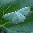Red-dotted Emerald Moth