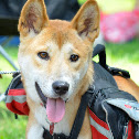 Australian Dingo