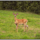 White-tailed Deer