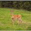 White-tailed Deer