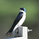 Tree Swallow