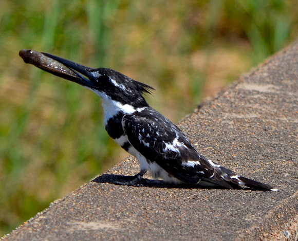 Spotting Image 1
