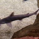 Bonnethead Shark