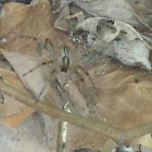 Funnel Web Spider
