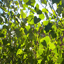 Fremont cottonwood