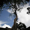 Banyan Tree?