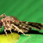 Hepialidae