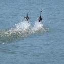 Western Grebes