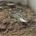 Blue tongue lizard