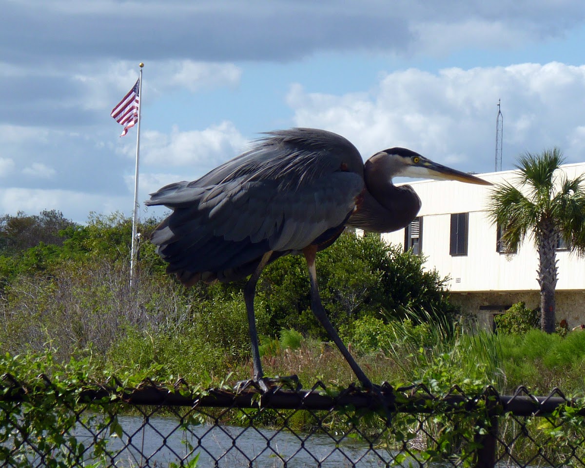 Great Blue Heron