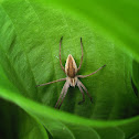 Nursery Web Spider