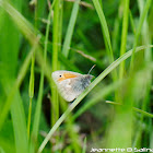 Small Heath