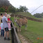 Addax