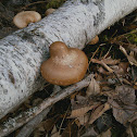 birch polypore