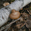 birch polypore