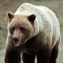 Grizzly Bear