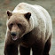 Grizzly Bear