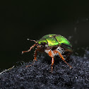 Manuka Beetle
