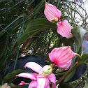 Medinilla magnifica