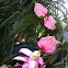 Medinilla magnifica