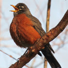 American robin