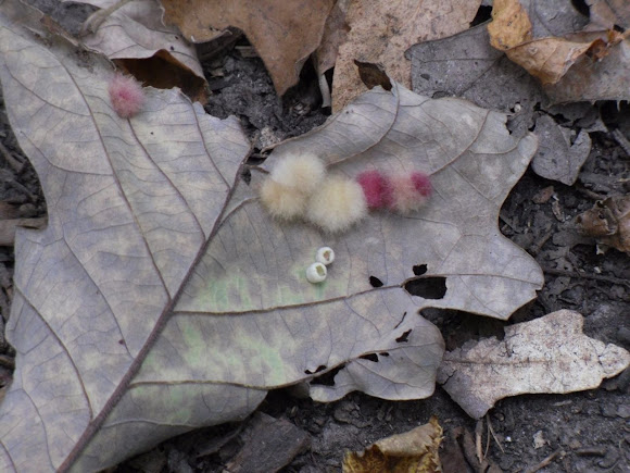 Spotting Image 1