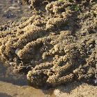 Honeycomb worm