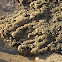Honeycomb worm