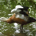 Ruddy Shelduck