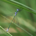 Scarce Emerald Damselfly - Šídlatka tmavá