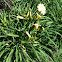 Happy Returns Daylily