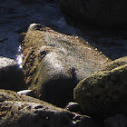 Crab