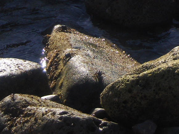 Spotting Image 1