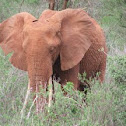 African bush elephant