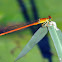Common Pond Damsel