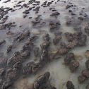 Stromatolites
