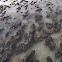 Stromatolites