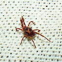 Free-Living Mite