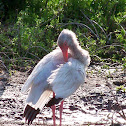 White Ibis